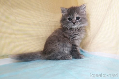 成約済の東京都のミヌエット-71145の2枚目