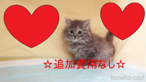 成約済の東京都のミヌエット-71145