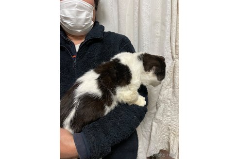 成約済の愛知県のマンチカン(短足)-72116の2枚目