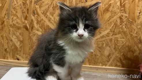 成約済の鹿児島県のラガマフィン-72137の1枚目