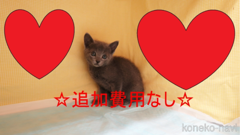 成約済の東京都のロシアンブルー-72156の1枚目