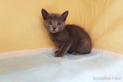 成約済の東京都のロシアンブルー-72156の2枚目