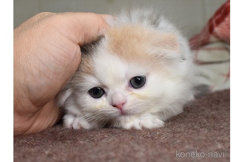 成約済の愛知県のスコティッシュフォールド(折れ耳)-72174の5枚目