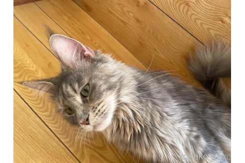 成約済の宮崎県のメインクーン-72179の3枚目