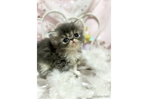 成約済の愛知県のエキゾチックショートヘア-72186の4枚目