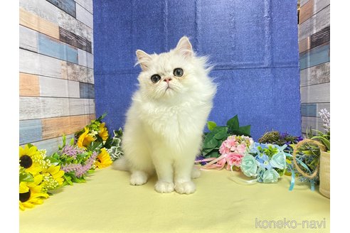 成約済の大阪府のペルシャ-72217の2枚目