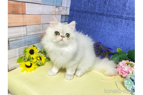 成約済の大阪府のペルシャ-72217の1枚目