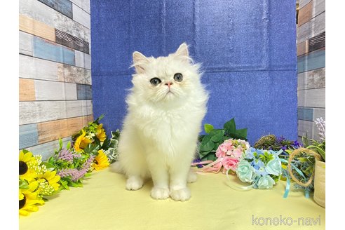 成約済の大阪府のペルシャ-72217の4枚目