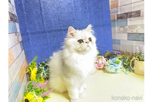 成約済の大阪府のペルシャ-72217の5枚目
