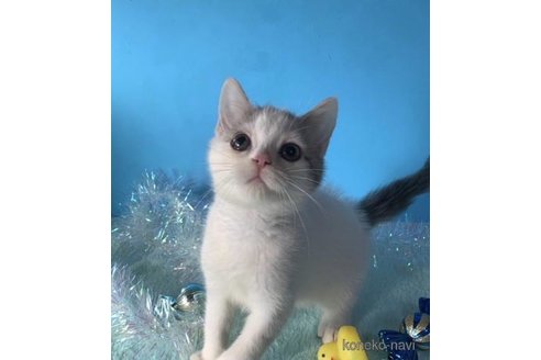 成約済の大阪府のスコティッシュフォールド-72221の1枚目