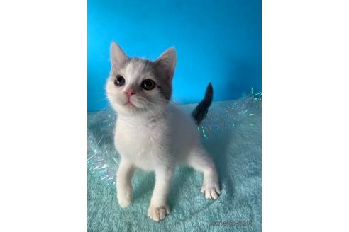 成約済の大阪府のスコティッシュフォールド-72221の2枚目