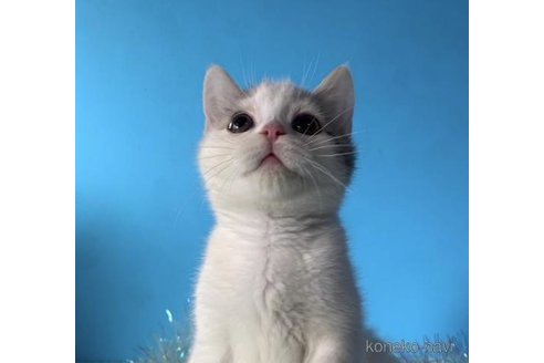 成約済の大阪府のスコティッシュフォールド-72221の3枚目