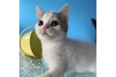 成約済の大阪府のスコティッシュフォールド-72221の4枚目