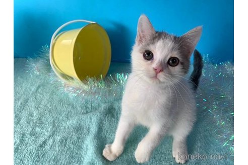 成約済の大阪府のスコティッシュフォールド-72221の5枚目