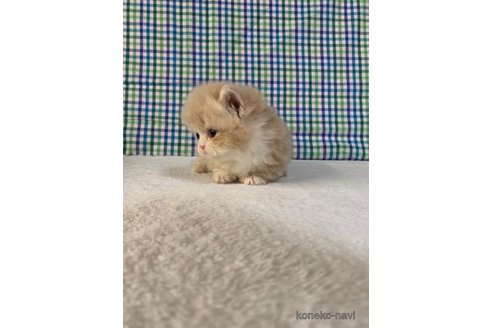 成約済の大阪府のマンチカン(短足)-72224の2枚目