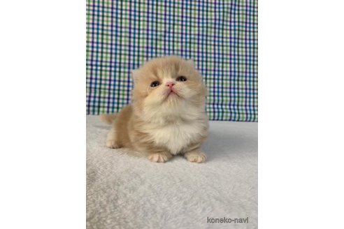 成約済の大阪府のマンチカン(短足)-72224の3枚目