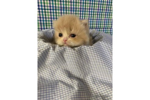 成約済の大阪府のマンチカン(短足)-72224