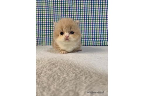 成約済の大阪府のマンチカン(短足)-72224の4枚目