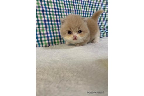 成約済の大阪府のマンチカン(短足)-72224の5枚目