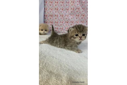 成約済の大阪府のマンチカン(短足)-72225の3枚目