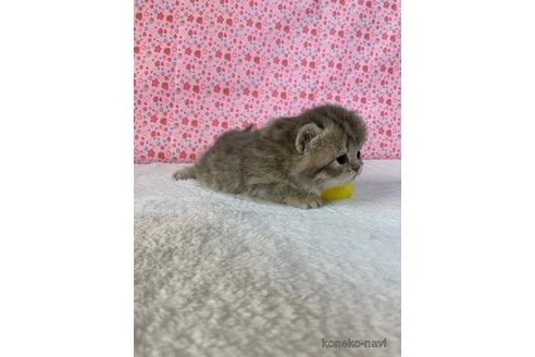 成約済の大阪府のマンチカン(短足)-72225の2枚目