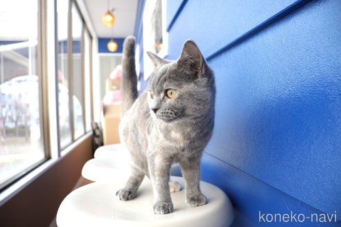 成約済の大阪府のマンチカン-67756の19枚目