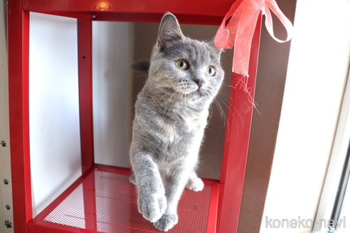 成約済の大阪府のマンチカン-67756の17枚目