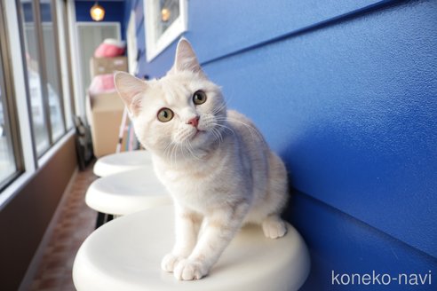 成約済の大阪府のマンチカン-67758の5枚目