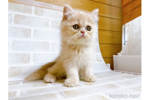 成約済の東京都のエキゾチックショートヘア-72260の8枚目