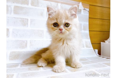 成約済の東京都のエキゾチックショートヘア-72260の9枚目