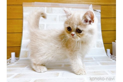 成約済の東京都のエキゾチックショートヘア-72260の2枚目