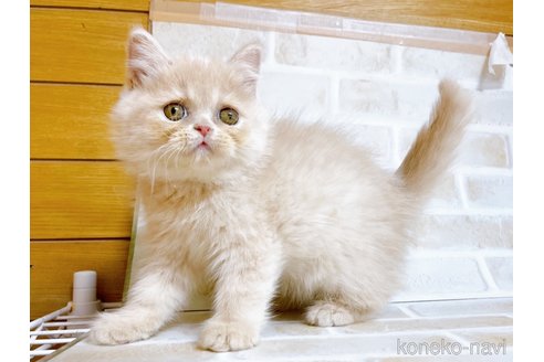 成約済の東京都のエキゾチックショートヘア-72260の3枚目