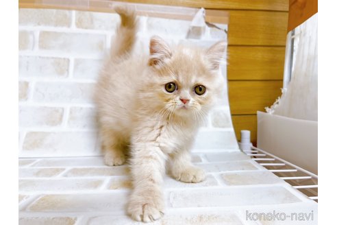 成約済の東京都のエキゾチックショートヘア-72260の4枚目