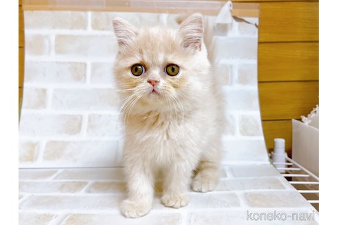 成約済の東京都のエキゾチックショートヘア-72260の5枚目