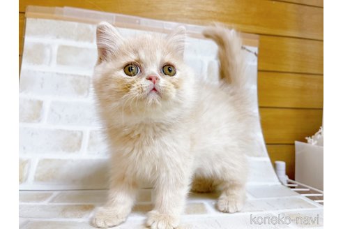 成約済の東京都のエキゾチックショートヘア-72260の6枚目