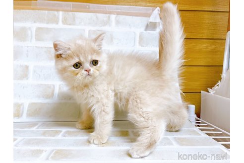 成約済の東京都のエキゾチックショートヘア-72260の7枚目