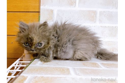 成約済の東京都のエキゾチックショートヘア-72261の2枚目