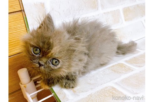 成約済の東京都のエキゾチックショートヘア-72261の3枚目