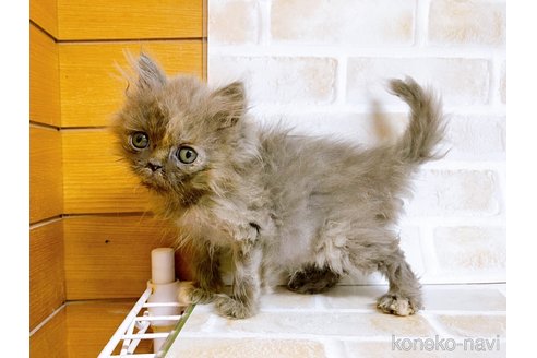 成約済の東京都のエキゾチックショートヘア-72261の4枚目