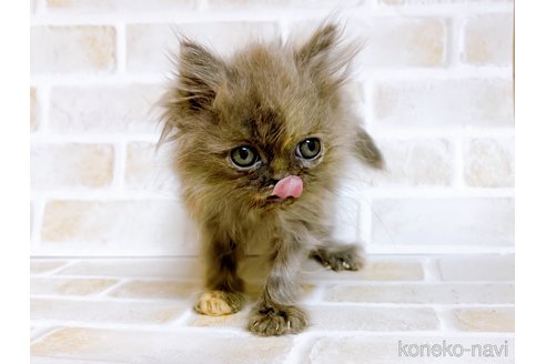 成約済の東京都のエキゾチックショートヘア-72261の5枚目