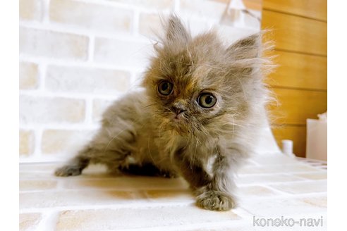 成約済の東京都のエキゾチックショートヘア-72261の6枚目