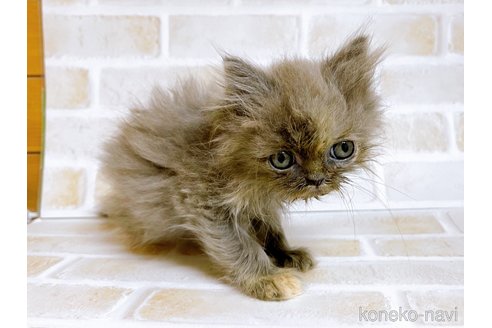 成約済の東京都のエキゾチックショートヘア-72261の7枚目