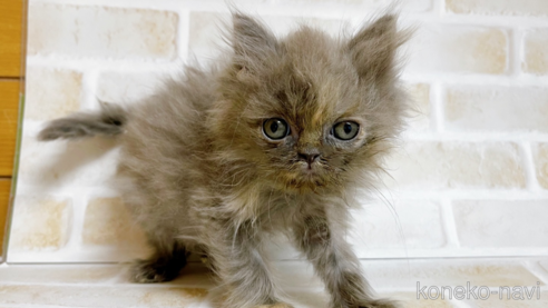 成約済の東京都のエキゾチックショートヘア-72261の1枚目