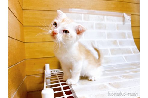 成約済の東京都のスコティッシュフォールド-72262の2枚目