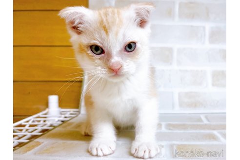 成約済の東京都のスコティッシュフォールド-72262の3枚目