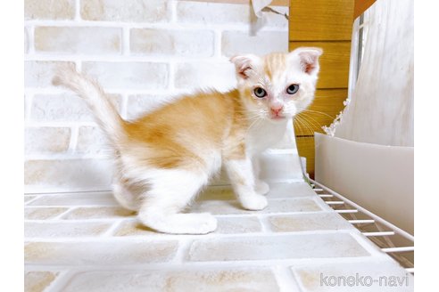 成約済の東京都のスコティッシュフォールド-72262の4枚目