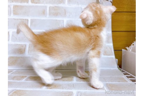 成約済の東京都のスコティッシュフォールド-72262の5枚目