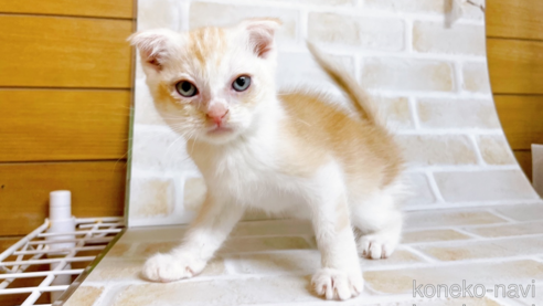 成約済の東京都のスコティッシュフォールド-72262の1枚目