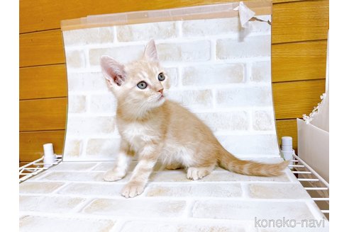 成約済の東京都のスコティッシュフォールド-72263の2枚目