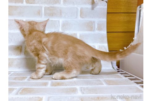 成約済の東京都のスコティッシュフォールド-72263の3枚目